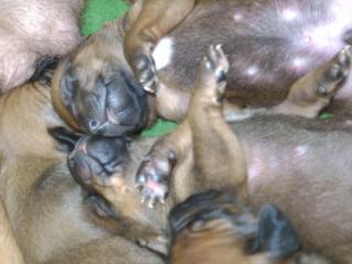 Rhodesian Ridgeback Welpen ab Anfang August abzugeben.