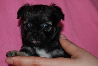 Typvolle, hübsche Chihuahuawelpen Lang u. Kurzhaar mit Papieren