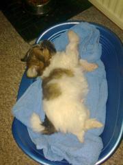 Edelmix sucht liebes zu hause