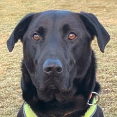 NICKI - männlich 4 Jahre 62 cm 40 kg Perro de Pastor Mallorquin Gechipt Kastriert