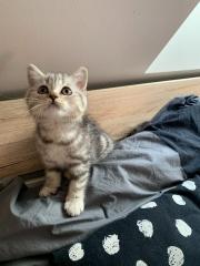 BKH Babys Kitten suchen ein neues