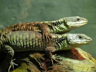 Zwerggürtelschweif Cordylus tropidosternum zu vergeben