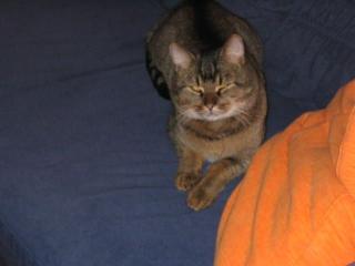 Katze / Kater am 03. 11. 2021 in Berlin-Friedrichshain zugelaufen / gefunden