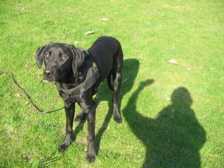 Rhodesian Ridgeback Labradormix sucht schnell neues Zuhause, 100 verträglich, li