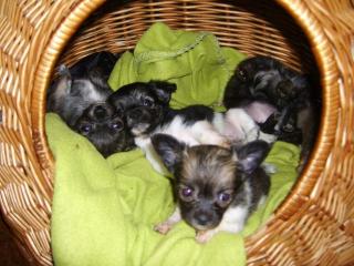 Chihuahuababys