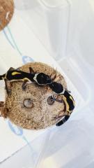 Leopardgecko NZ