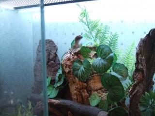 Dickkopf-Anolis