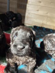 Schwarzer Terrier welpen zu Verkaufen