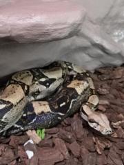 Boa constrictor Imperator 0. 1
