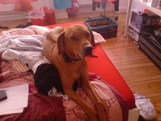 6 Jahre alter Rhodesian Ridgeback R de sucht neues liebevolles Zuhause