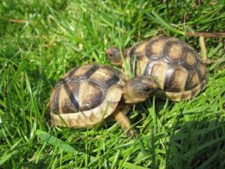 Adulte und Babys Testudo hermanni boettgeri und Marginata