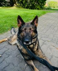 Dringend Schäferhund Rüde Hasko sucht erfahrenes Zuhause