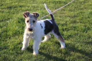 Drahthaar Foxterrier Welpen.