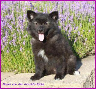 Großspitzhündinnenwelpen darkwolfsable, 06331258619