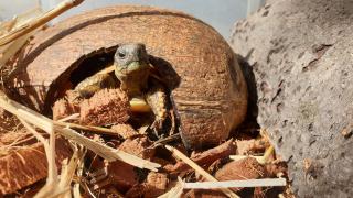 Griechische Landschildkröten