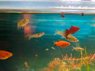 Endlers Guppy