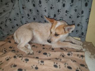 Australien Cattle Dog Mix, Texas Heeler, Australien Cattle dog x Shepard