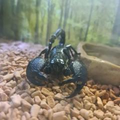 Ausgewachsener Kaiserskorpion Pandinus Imperator