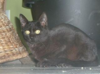 Schmusekater Moris 6 Monate sucht eine Familie