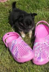 Schuhgröße 41 und wunderschöner, reinrassiger Chihuahuajunge
