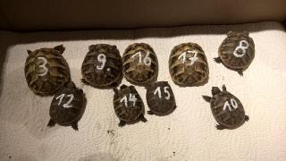 Griechische Landschildkröten Nachzucht 2021