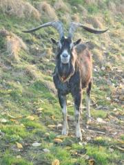 Ziegenbock