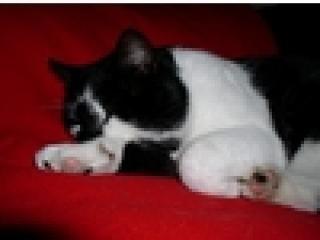 Schwarz-Weißer Kater vermisst
