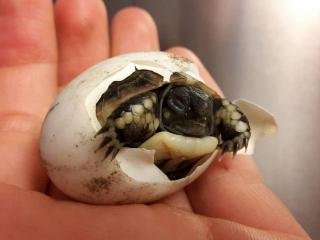 Nachzuchten Griechische Landschildkröten Testudo hermanni boettgeri zu verkaufen