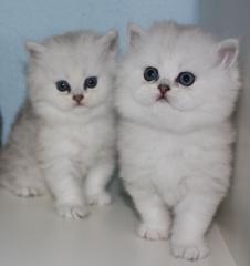 Reirassige Perserkitten mit Nase