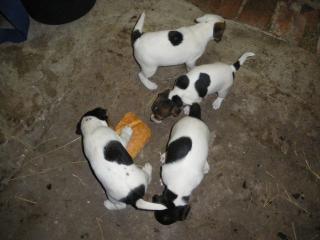 Parson Russell Terrier Welpen