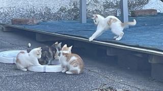 2 süße Katzenbabys abzugeben