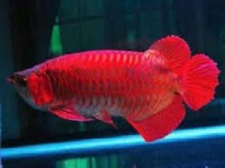 Qualität Arowana Fisch zum Verkauf