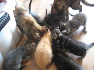 Süße Katzenwelpen abzugeben