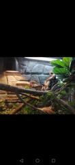 Kornnattern mit Terrarium