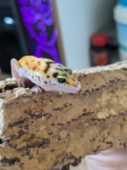 Leopardgeckos aus Rostock