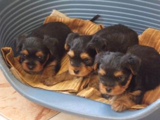 3 Yorkshire Terrier Welpen zu verkaufen