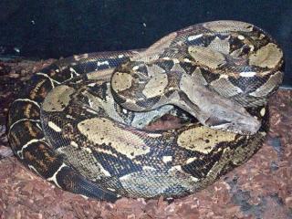 Boa Constrictor Constrictor