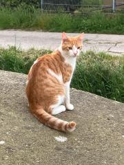 Kater Bruno Vermisst