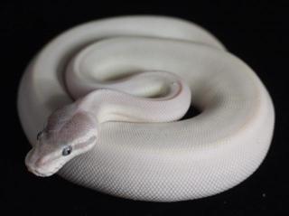 0. 1 Super Mojave poss GHI 2021