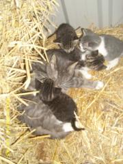 4 Katzenbabys abzugeben