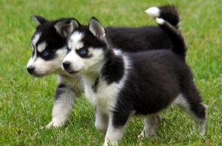 Siberian Husky Welpen mit blauen augen suchen ihre neue Familie
