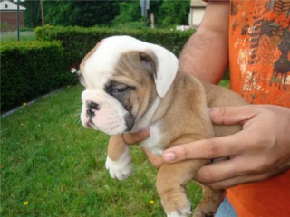 English Bulldog Welpen suchen ein neues Zuhause
