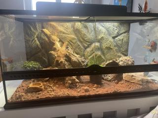Exo Terra Terrarium Komplett ausgestattet