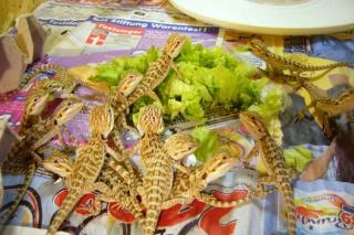 Bartagam-Babys Yellow-Tiger und Sunfire/Piccasso