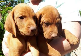 Magyar Vizsla Kurzhaar mit FCI Pedigree