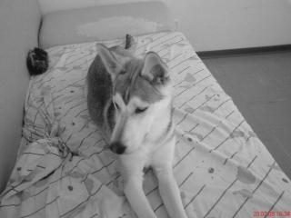 Schönster Husky-Mix der Welt