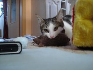 Geschenkter jungen Kater in berlin gesucht