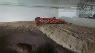Zwei Kornnattern Terrarium Unterschrank