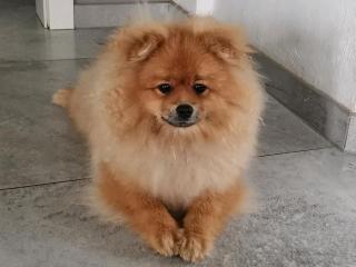 Wunderschöne Pomeranian Zwergspitze mit Stammbaum.