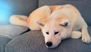 Gesucht akita inu namme akira